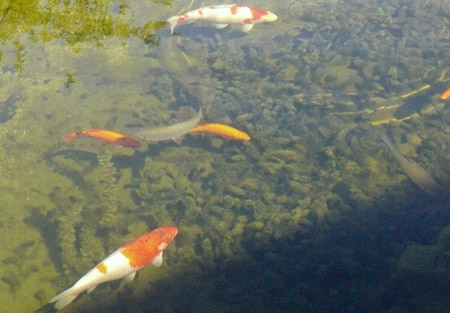 Hier ist der Teich ca. 1,5 m tief und man kann am Teichgrund alles erkennen