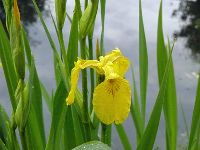 Die Wasserschwertlilie ist in Teichen sehr beliebt