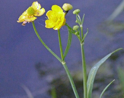 Diese Wasserpflanze hat gelbe Blüten