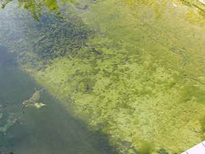 Durch den richtigen Teichfilter im Eigenbau wird auch Ihr Wasser so klar werden.