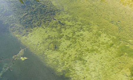 Klares Wasser im Teich mit dem richtigen Teichfilter