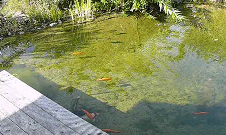 Mit dem Teichfilter wird das Wasser sauber und klar