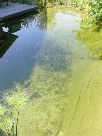 Klares Wasser im Teich mit Bodenbewuchs