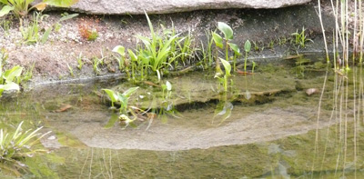 Pflanzkörbe mit Wasserpflanzen