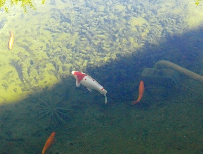 Die Wasserpest erzeugt Sauerstoff im Teich